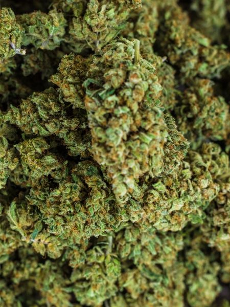 Cannabis
